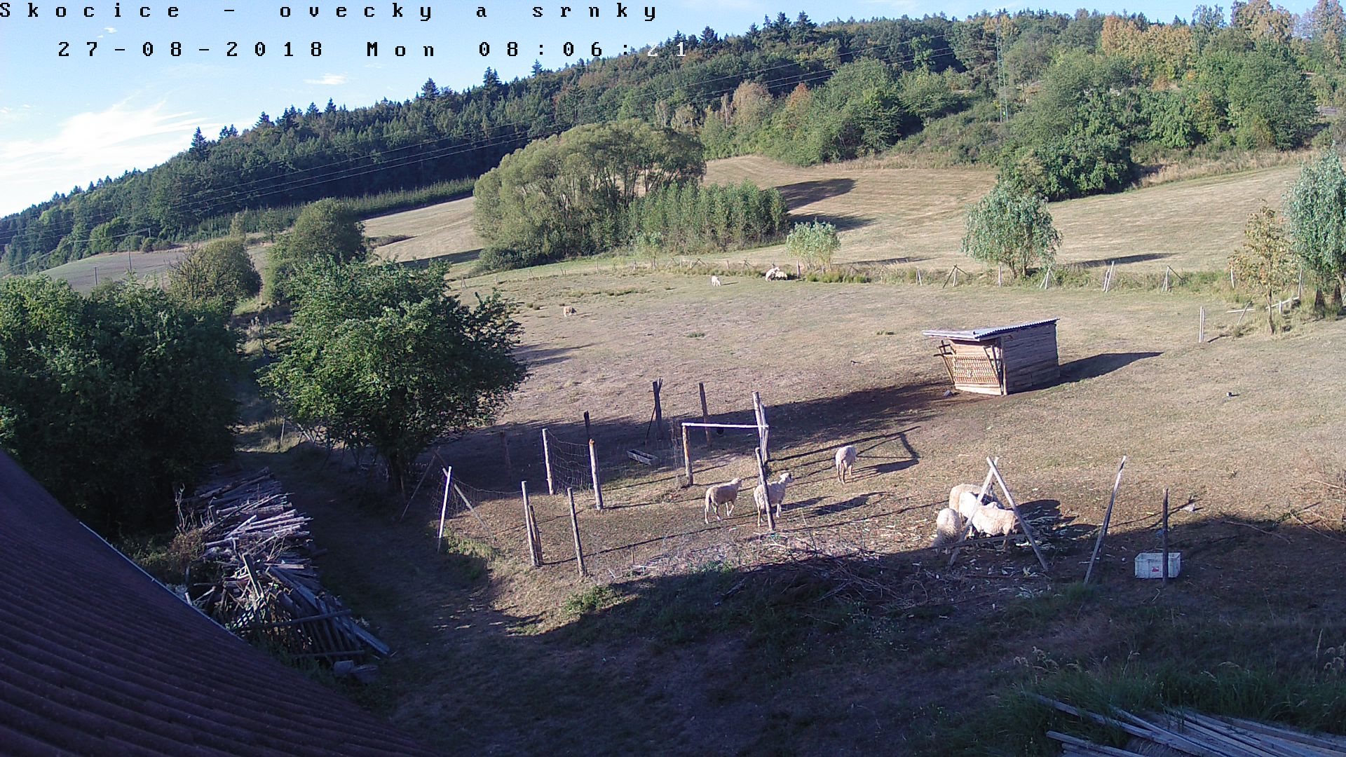 Kamera ovce a srnky